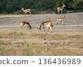 Two wild male blackbuck or antilope cervicapra or indian antelope in action fighting with force and long horns in open natural green background of velavadar National Park Bhavnagar gujrat india asia 136436989