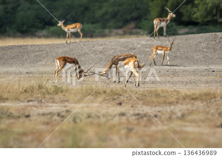 Two wild male blackbuck or antilope cervicapra or indian antelope in action fighting with force and long horns in open natural green background of velavadar National Park Bhavnagar gujrat india asia Two wild male blackbuck or antilope cervicapra or indian antelope in action fighting with force and long horns in open natural green background of velavadar National Park Bhavnagar gujrat india asia 136436989