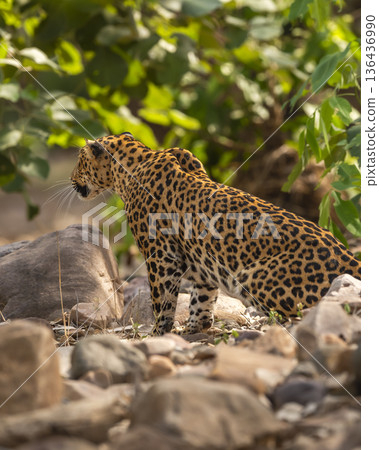 wild indian dominant male leopard or panther or panthera pardus sitting pose in natural riverbed in winter season forest safari at rajaji national park uttarakhand india 136436990