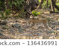 wild indian dominant male leopard or panther or panthera pardus walking snarling in natural riverbed in winter season forest safari at rajaji national park uttarakhand india 136436991