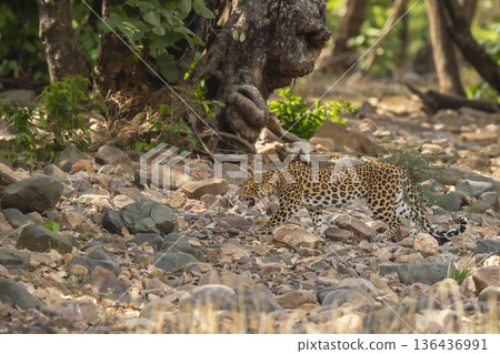 wild indian dominant male leopard or panther or panthera pardus walking snarling in natural riverbed in winter season forest safari at rajaji national park uttarakhand india 136436991