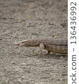 Wild monitor lizard or bengal monitor or common indian monitor or varanus bengalensis with his tongue out in outdoor wildlife safari at forest in india 136436992