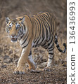 wild sub adult male bengal tiger or panthera tigris head on walking with eye contact at panna national park forest reserve madhya pradesh india during summer season morning safari 136436993