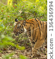 wild indian female bengal tiger or panthera tigris side walk in natural green background in winter morning wildlife jungle safari at bandhavgarh national park forest reserve madhya pradesh india asia 136436994