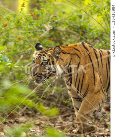 wild indian female bengal tiger or panthera tigris side walk in natural green background in winter morning wildlife jungle safari at bandhavgarh national park forest reserve madhya pradesh india asia 136436994