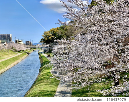 Cherry blossoms in full bloom along the Iga River (Okazaki Castle Park, Okazaki City, Aichi Prefecture) Cherry blossoms in full bloom along the Iga River (Okazaki Castle Park, Okazaki City, Aichi Prefecture) 136437079