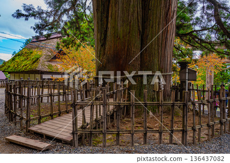 戶隱神社(長野縣)戶隱三棵杉樹 戶隱神社(長野縣)戶隱三棵杉樹 136437082