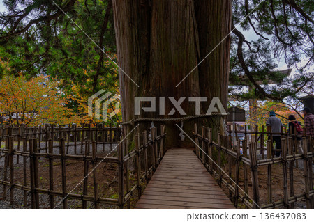 戶隱神社(長野縣)戶隱三棵杉樹 戶隱神社(長野縣)戶隱三棵杉樹 136437083