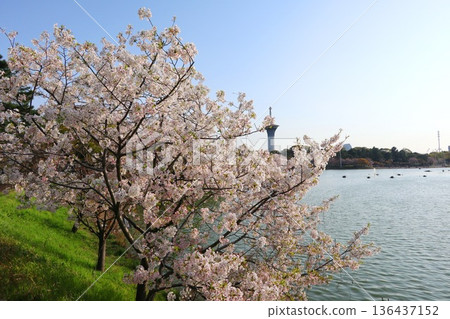 Cherry blossoms, Tsurumi Ryokuchi Flower Expo Memorial Park in Osaka Cherry blossoms, Tsurumi Ryokuchi Flower Expo Memorial Park in Osaka 136437152