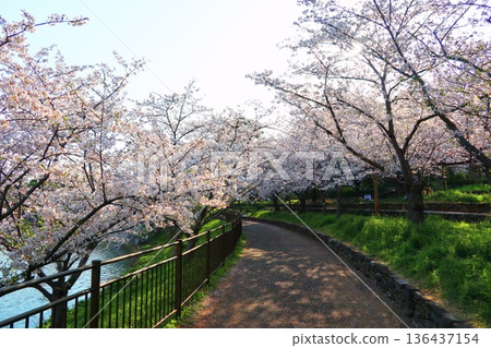 Cherry blossoms, Tsurumi Ryokuchi Flower Expo Memorial Park in Osaka Cherry blossoms, Tsurumi Ryokuchi Flower Expo Memorial Park in Osaka 136437154