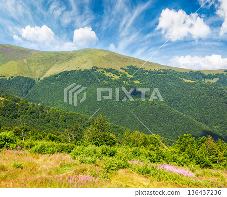 beautiful carpathian mountain landscape in summer. scenic view of green grassy hills with alpine forest. picturesque scene for outdoor tourism under blue sky beautiful carpathian mountain landscape in summer. scenic view of green grassy hills with alpine forest. picturesque scene for outdoor tourism under blue sky 136437236