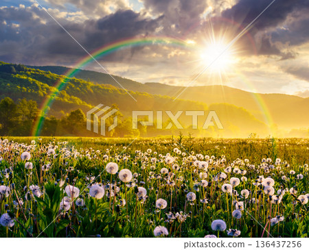 dandelion field in foggy landscape during springtime at sunset. beautiful agricultural scenery with distant mountain in evening light. sustainable pasture vegetation of remote farmland under rainbow 136437256
