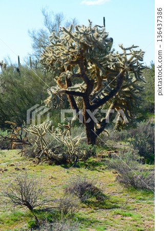 Cholla cactus, Sonora Desert, Mid Winter Cholla cactus, Sonora Desert, Mid Winter 136437386