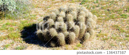 Hedge Hog cactus 136437387