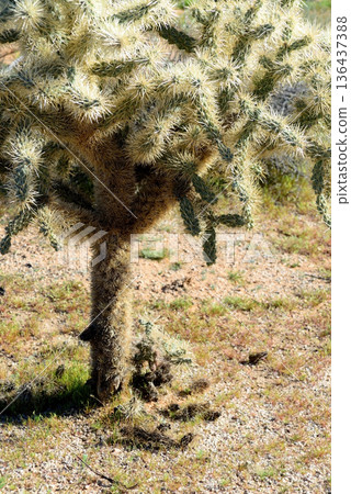Cholla cactus, Sonora Desert, Mid Winter Cholla cactus, Sonora Desert, Mid Winter 136437388