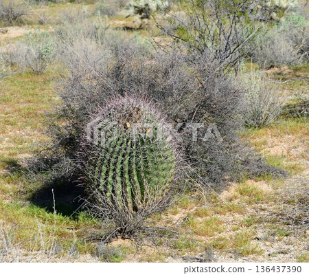 Arizona Barrel Cactus Sonora Desert Arizona Arizona Barrel Cactus Sonora Desert Arizona 136437390