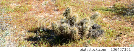 Hedge Hog cactus 136437391