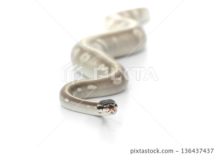 Mystic Potion Ball Python Crawling on White Background 136437437
