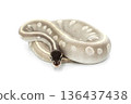 Mystic Potion Ball Python on White Background 136437438