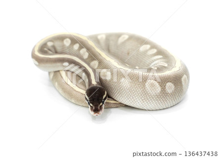 Mystic Potion Ball Python on White Background Mystic Potion Ball Python on White Background 136437438