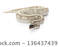 Mystic Potion Ball Python Coiled on White Background 136437439