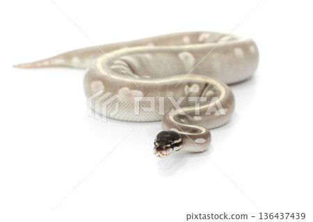 Mystic Potion Ball Python Coiled on White Background 136437439