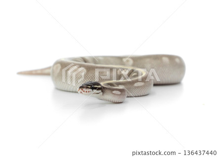 Mystic Potion Ball Python Coiled on White Background 136437440