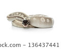 Mystic Potion Ball Python on White Background 136437441