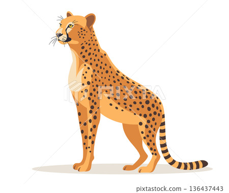Cheetah sitting isolated on white background. Graphic illustration of predator animal for design, educational materials. Cheetah sitting isolated on white background. Graphic illustration of predator animal for design, educational materials. 136437443
