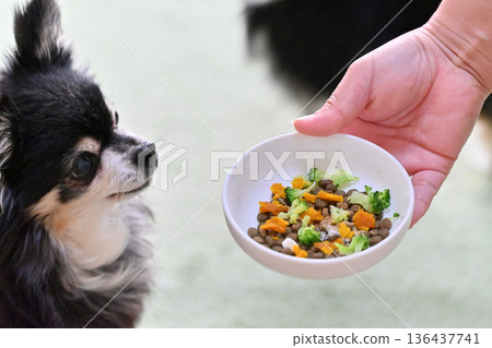 Premium dog food for senior dogs topped with vegetables and supplements Premium dog food for senior dogs topped with vegetables and supplements 136437741