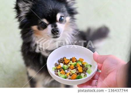 Premium dog food for senior dogs topped with vegetables and supplements Premium dog food for senior dogs topped with vegetables and supplements 136437744