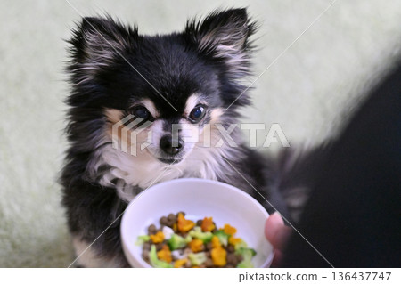 Premium dog food for senior dogs topped with vegetables and supplements Premium dog food for senior dogs topped with vegetables and supplements 136437747
