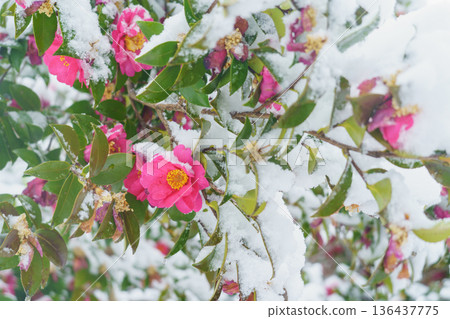 Camellia flowers - Snow piles up on the flowers 136437775