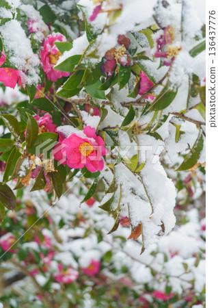 Camellia flowers - Snow piles up on the flowers 136437776