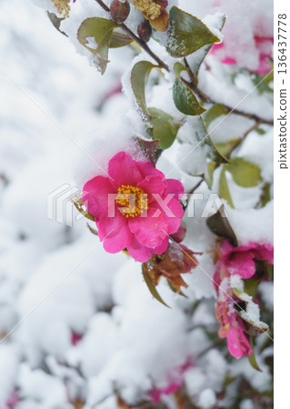 Camellia flowers - Snow piles up on the flowers 136437778