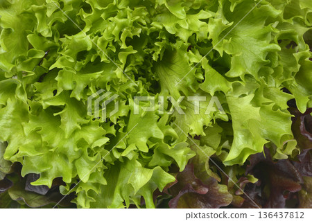 Fresh green and red leaf lettuce background Fresh green and red leaf lettuce background 136437812