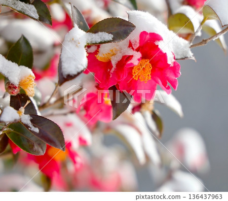 雪和山茶花 136437963