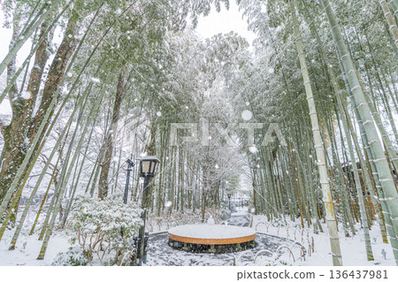 Shuzenji Bamboo Forest Path Snow Scene (Izu City, Shizuoka Prefecture) 136437981