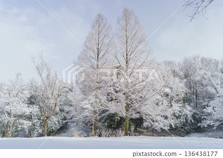 【千葉市泉宮公園】日本冬季景色：白雪皚皚的水杉樹 136438177