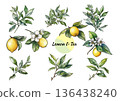 Lemon and tea leaves botanical set 136438240
