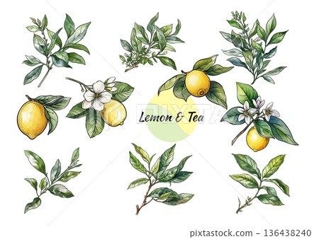 Lemon and tea leaves botanical set Lemon and tea leaves botanical set 136438240