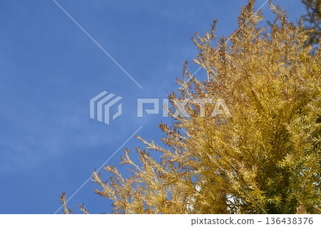 Melaleuca (Myrtaceae) Revolution Gold shines golden Melaleuca (Myrtaceae) Revolution Gold shines golden 136438376