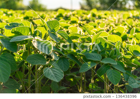 Vibrant soybean plants stretch towards the sun, showcasing healthy leaves in a flourishing farm setting under clear skies 136438396