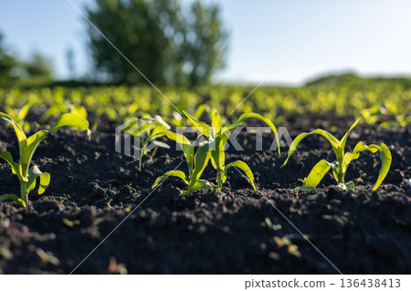 Bright green corn plants stretch towards the sun in a fertile field, signaling the arrival of summer and new growth 136438413