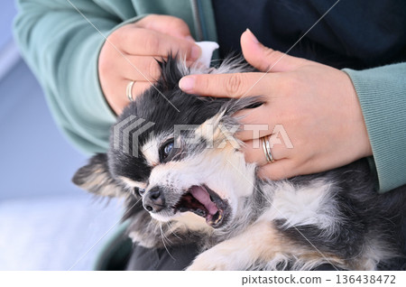 Cleaning your dog's ears, grooming, Chihuahua Cleaning your dog's ears, grooming, Chihuahua 136438472