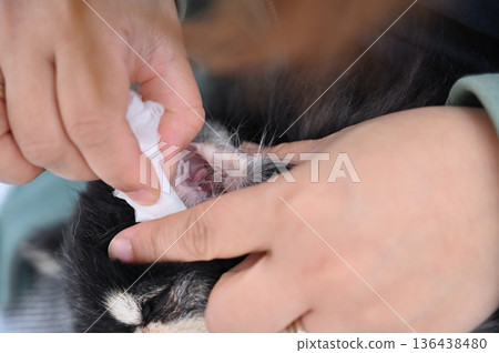 清潔狗狗耳朵、美容、吉娃娃 清潔狗狗耳朵、美容、吉娃娃 136438480