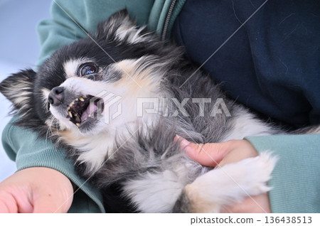 Cleaning your dog's ears - Chihuahua - Reluctant/Resistance/Grooming 136438513