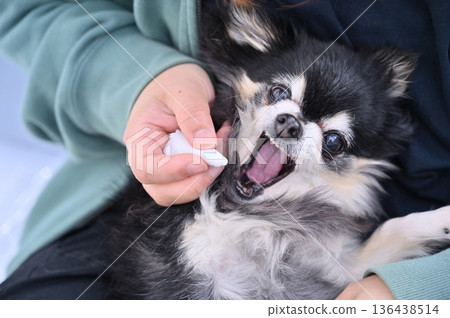 Cleaning your dog's ears - Chihuahua - Reluctant/Resistance/Grooming 136438514