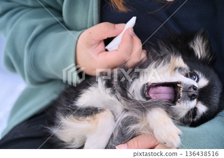 Cleaning your dog's ears - Chihuahua - Reluctant/Resistance/Grooming 136438516