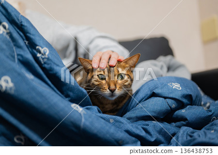 A cat relaxing with its owner A cat relaxing with its owner 136438753